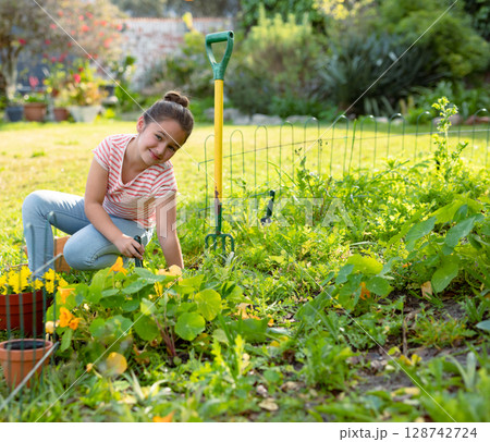 Girl kneeling in backyard garden bed tending leafy plants with hand trowel, garden fork, copy space Girl kneeling in backyard garden bed tending leafy plants with hand trowel, garden fork, copy space 128742724