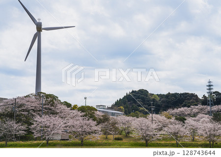 磐田市の亀井戸城跡周辺の桜の風景(静岡県) 128743644