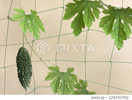 ゴーヤ（苦瓜）栽培　クリーム色背景 128743702