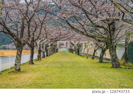 浜松市の船明ダムの桜並木の風景(静岡県) 128743733