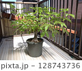 発芽から10年目のバオバブ 128743736