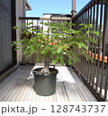 発芽から10年目のバオバブ 128743737