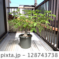 発芽から10年目のバオバブ 128743738