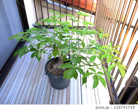 発芽から10年目のバオバブ 128743739