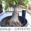 発芽から10年目のバオバブ 128743741