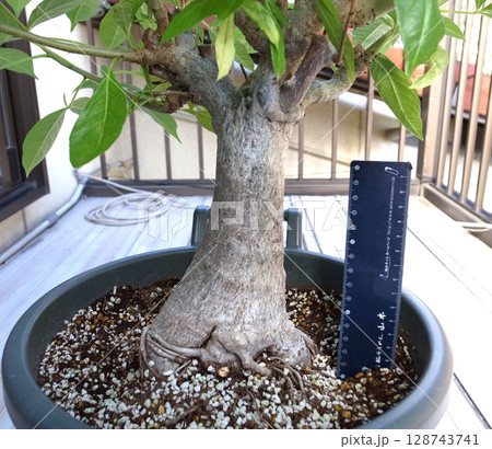 発芽から10年目のバオバブ 128743741