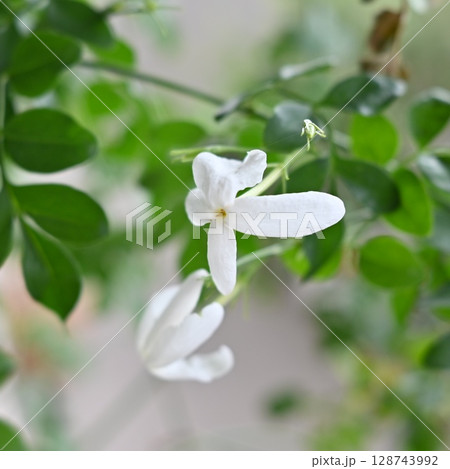 白いジャスミンの花(ホワイトプリンセス) 白いジャスミンの花(ホワイトプリンセス) 128743992
