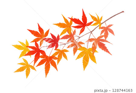 もみじ 紅葉 葉 枝 イラスト 水彩 128744163