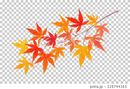 もみじ 紅葉 葉 枝 イラスト 水彩 128744163