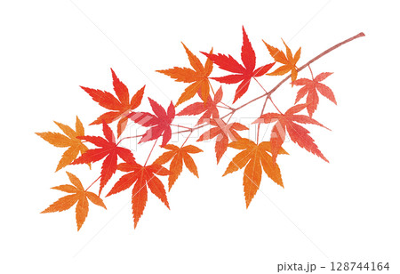 もみじ 紅葉 葉 枝 イラスト 水彩 128744164