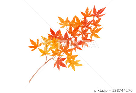 もみじ 紅葉 葉 枝 イラスト 水彩 128744170
