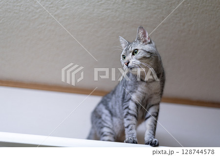 家具の上に上った猫 サバトラ猫 家具の上に上った猫 サバトラ猫 128744578