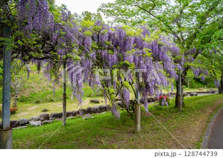道の駅 おおすみ弥五郎伝説の里の藤の花（曽於市） 128744739