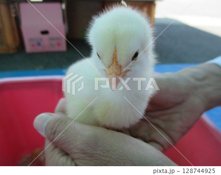 屋外に展示されていた、かわいいヒヨコ 屋外に展示されていた、かわいいヒヨコ 128744925