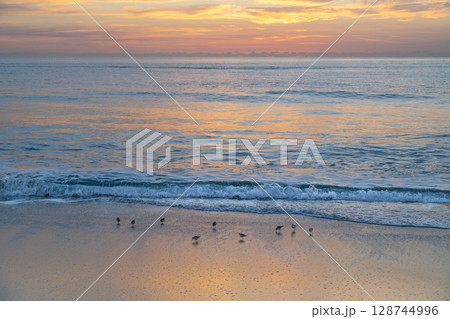 Sandpipers at sunrise on Boca Raton Beach Sandpipers at sunrise on Boca Raton Beach 128744996