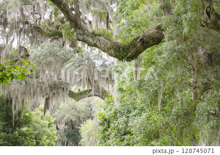 Spanish Moss growing on Southern Live Oak trees 128745071
