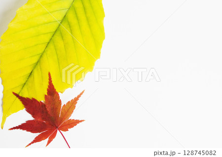 Beech and Japanese Maple Leaves in autumn colors against white background 128745082