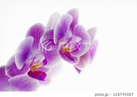 Close-up of purple orchid flowers against white background Close-up of purple orchid flowers against white background 128745087
