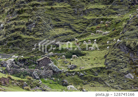 Herd of alpacas grazing near Rainbow Mountain Herd of alpacas grazing near Rainbow Mountain 128745166