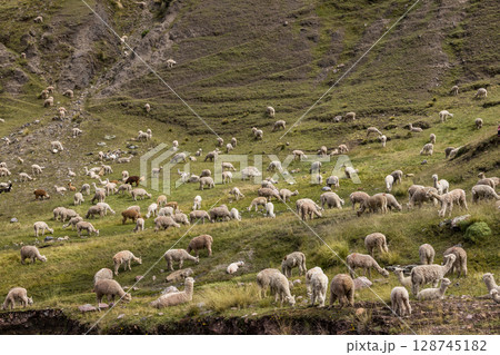 Herd of alpacas grazing near Rainbow Mountain Herd of alpacas grazing near Rainbow Mountain 128745182