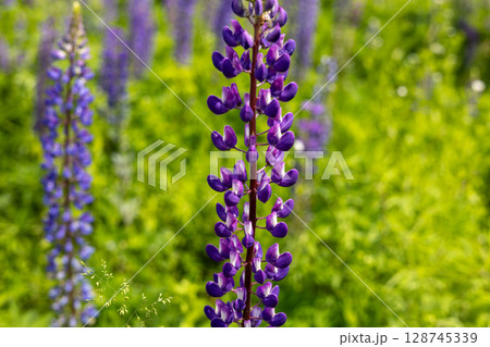 Purple lupine flowers stand tall amidst lush green grass, showcasing their beautiful petals in the bright sunlight of springtime Purple lupine flowers stand tall amidst lush green grass, showcasing their beautiful petals in the bright sunlight of springtime 128745339
