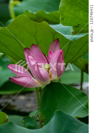 ハス スイレン 蓮 128746411