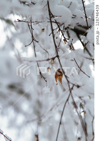 雪が積もった木と枯葉 128746439