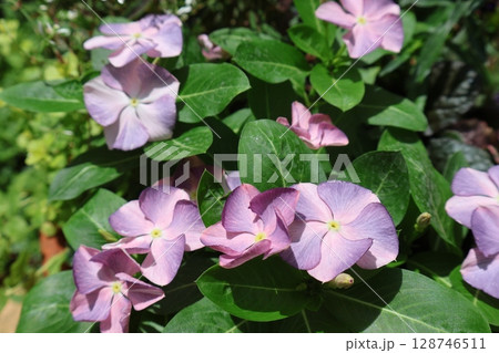 朝陽を浴びる花ニチニチソウさわやか 128746511