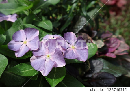 夏の花ニチニチソウさわやか 128746515