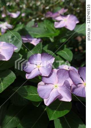 朝陽を浴びる夏の花ニチニチソウさわやか 128746516