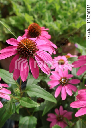 夏の花ピンク色のエキナセア 128746518