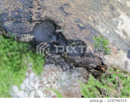 きのこワールド　硬質菌クロサイワイダケ科クロコブタケ 128746533