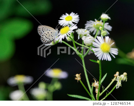 シジミチョウ科ヤマトシジミの吸蜜 シジミチョウ科ヤマトシジミの吸蜜 128746534