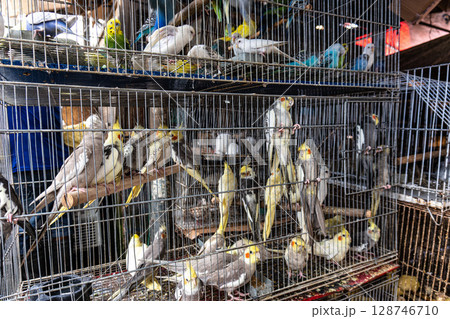 Living animals in Vero-o-Peso market at Belem do Para, Brazil, the famous Public Market in Belem. Living animals in Vero-o-Peso market at Belem do Para, Brazil, the famous Public Market in Belem. 128746710