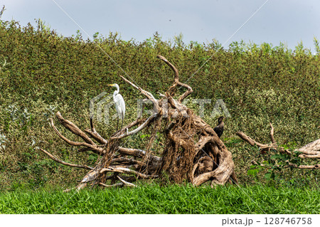 Great egret, Ardea alba at the Jari Canal at Alter do Chao, Santarem District, Para State, Brazil. Great egret, Ardea alba at the Jari Canal at Alter do Chao, Santarem District, Para State, Brazil. 128746758