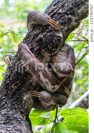 Brown-throated sloth, Bradypus variegatus at the sloth path on the Jari Canal at Alter do Chao, Santarem, Para, Brazil Brown-throated sloth, Bradypus variegatus at the sloth path on the Jari Canal at Alter do Chao, Santarem, Para, Brazil 128746763