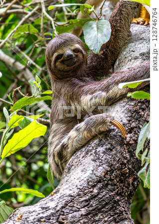 Brown-throated sloth, Bradypus variegatus at the sloth path on the Jari Canal at Alter do Chao, Santarem, Para, Brazil Brown-throated sloth, Bradypus variegatus at the sloth path on the Jari Canal at Alter do Chao, Santarem, Para, Brazil 128746764