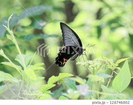 ヤブガラシで吸蜜するアゲハチョウ科クロアゲハ♀ 128746802