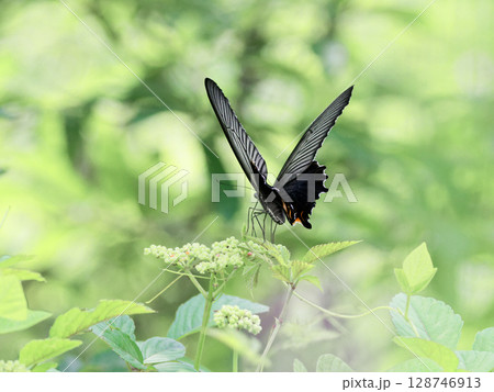 ヤブガラシで吸蜜するアゲハチョウ科クロアゲハ♀ ヤブガラシで吸蜜するアゲハチョウ科クロアゲハ♀ 128746913