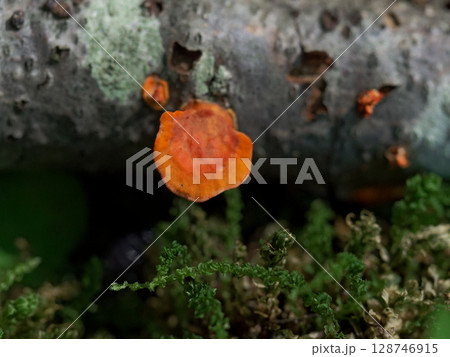 タマチョレイタケ科ヒイロタケ 128746915