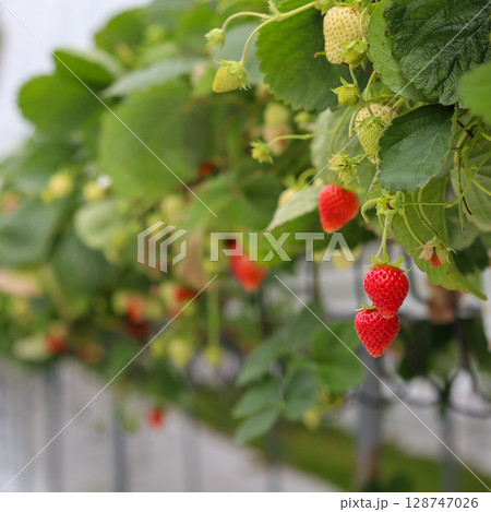 Ripe red strawberries hang from a plant at a strawberry farm, with more ripening berries and leaves in the background. High quality photo 128747026