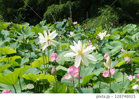 公園の池に咲いた蓮 公園の池に咲いた蓮 128748015