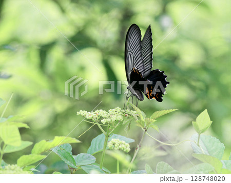 ヤブガラシで吸蜜するアゲハチョウ科クロアゲハ♀ ヤブガラシで吸蜜するアゲハチョウ科クロアゲハ♀ 128748020