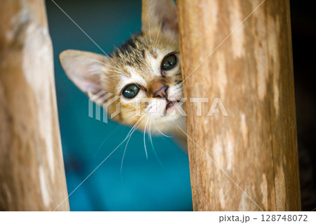 A small kitten peeks out from behind bamboo slats in the room A small kitten peeks out from behind bamboo slats in the room 128748072