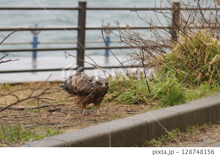 ミゾレに濡れたトビ ミゾレに濡れたトビ 128748156