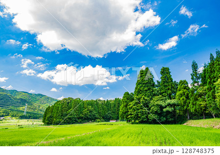 湖北地方西浅井町の山田と針葉樹林風景　滋賀県長浜市 128748375