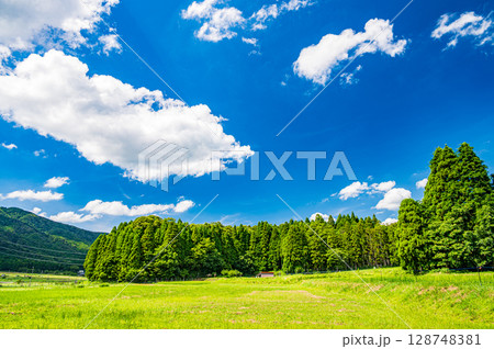 湖北地方西浅井町の山田と針葉樹林風景 滋賀県長浜市 湖北地方西浅井町の山田と針葉樹林風景 滋賀県長浜市 128748381