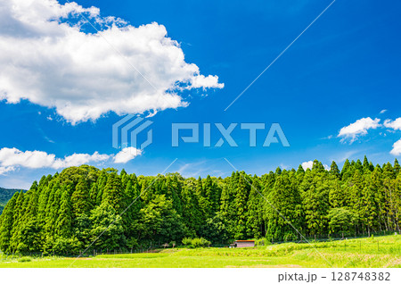 湖北地方西浅井町の山田と針葉樹林風景 滋賀県長浜市 湖北地方西浅井町の山田と針葉樹林風景 滋賀県長浜市 128748382