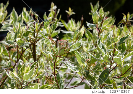 trimmed bushes of white dogwood Elegantissima in sunlight on black background trimmed bushes of white dogwood Elegantissima in sunlight on black background 128748397