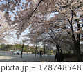 ソウル・汝矣島の桜 128748548